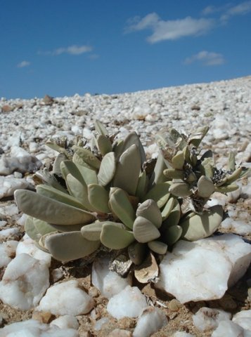Hartmanthus pergamentaceus
